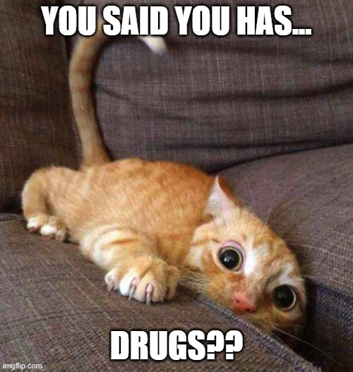 YOU SAID YOU HAS... DRUGS?? | image tagged in cat,drugs,you has drugs,drugsss | made w/ Imgflip meme maker