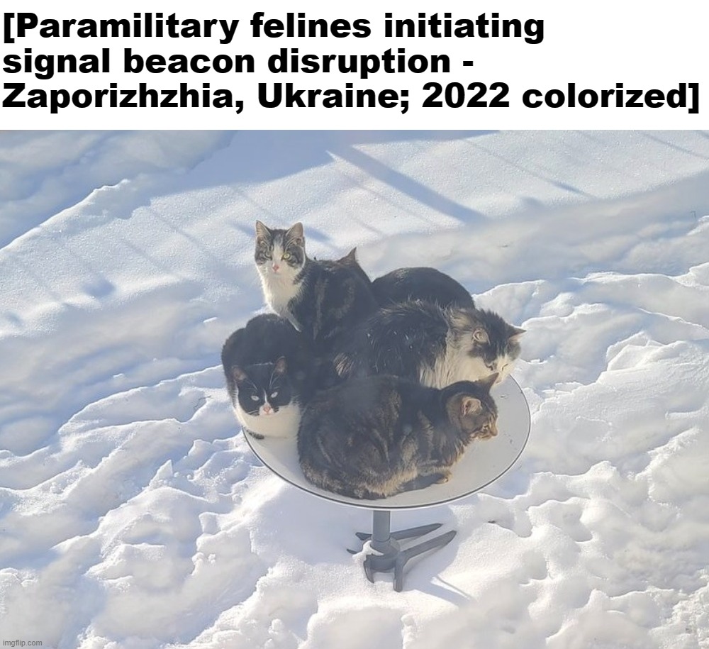 [Rare glimpse behind enemy lines at partisans in the Ukraine theater; World War on Christmas] | [Paramilitary felines initiating signal beacon disruption - Zaporizhzhia, Ukraine; 2022 colorized] | image tagged in starlink cats ukraine | made w/ Imgflip meme maker