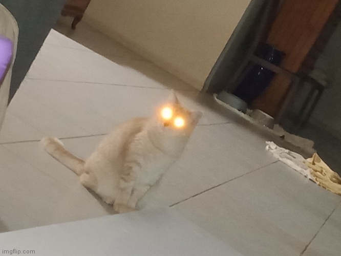 Demon Cat | image tagged in demon cat | made w/ Imgflip meme maker