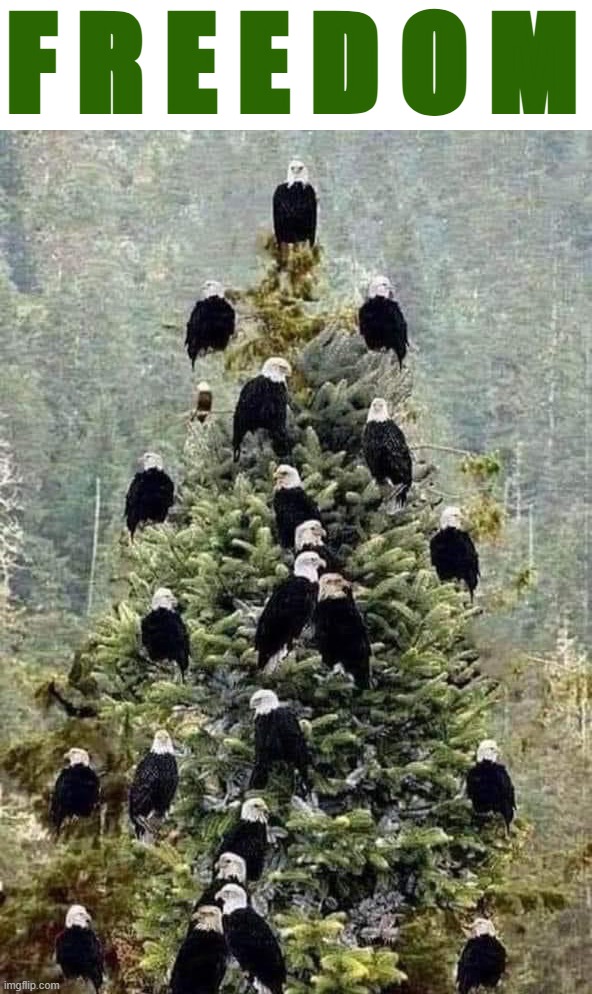 Any Leftist trying to start a "War on Christmas" around here will be met with the fury of 10,000 bald eagles. Mark my words | F R E E D O M | image tagged in bald eagle christmas tree,war on christmas,freedom | made w/ Imgflip meme maker
