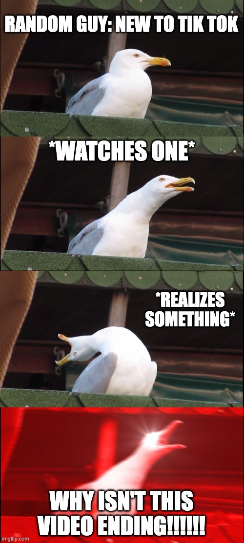 normally, we're not as dumb as seagulls | RANDOM GUY: NEW TO TIK TOK; *WATCHES ONE*; *REALIZES SOMETHING*; WHY ISN'T THIS VIDEO ENDING!!!!!! | image tagged in memes,inhaling seagull,tik tok,funny,funny memes,stop reading the tags | made w/ Imgflip meme maker