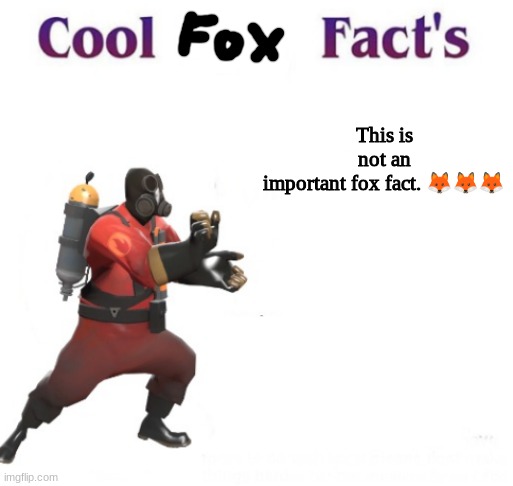 This is not an important fox fact. ??? | This is not an important fox fact. 🦊🦊🦊 | image tagged in cooler pyro facts | made w/ Imgflip meme maker