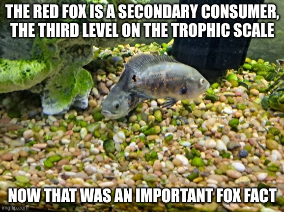 Julie and Josephine | THE RED FOX IS A SECONDARY CONSUMER, THE THIRD LEVEL ON THE TROPHIC SCALE; NOW THAT WAS AN IMPORTANT FOX FACT | image tagged in jimmy and joseph | made w/ Imgflip meme maker