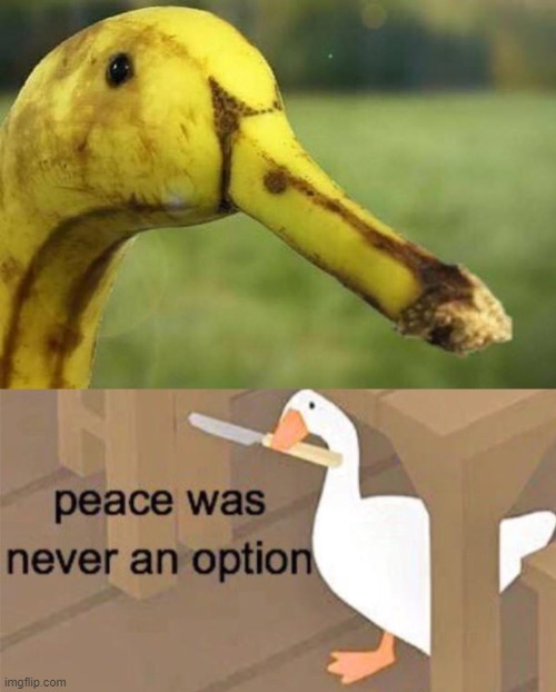 untitled goose peace was never an option | image tagged in untitled goose peace was never an option | made w/ Imgflip meme maker