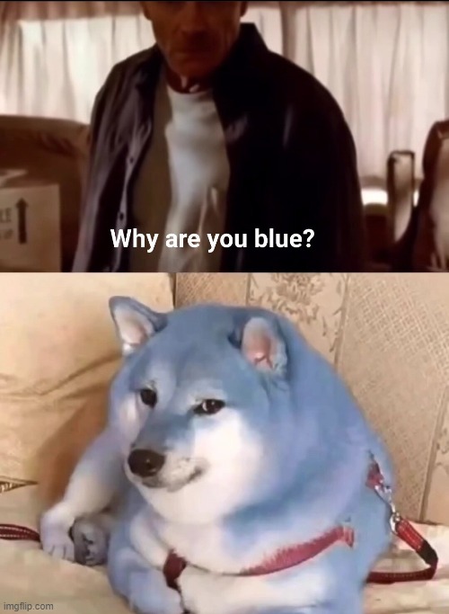 blue dog | image tagged in dogs | made w/ Imgflip meme maker