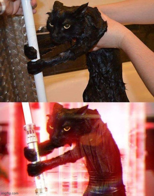 black cat turns into a red cat | image tagged in cats | made w/ Imgflip meme maker