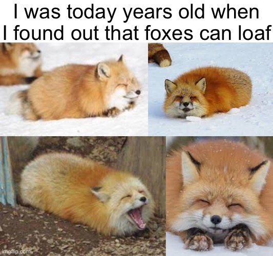 fox fact | I was today years old when I found out that foxes can loaf | image tagged in lol,fox,why are you reading this | made w/ Imgflip meme maker