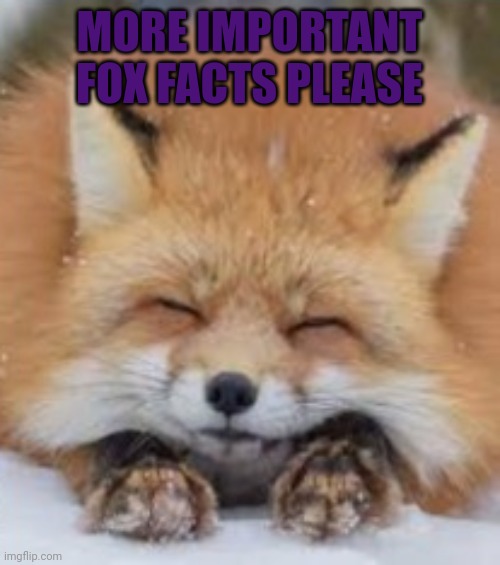 Fox facts | MORE IMPORTANT FOX FACTS PLEASE | image tagged in more important,fox,facts,please | made w/ Imgflip meme maker