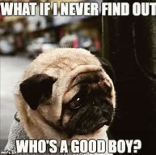 He might never. | image tagged in pug,whos a good boy | made w/ Imgflip meme maker