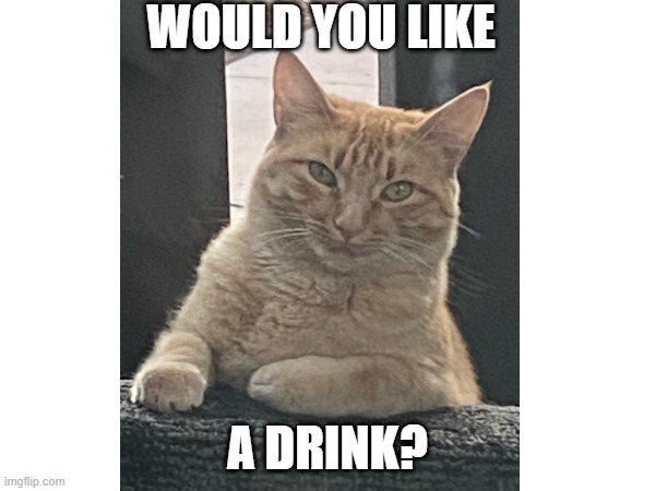 Waiter Cat | WOULD YOU LIKE; A DRINK? | image tagged in funny memes | made w/ Imgflip meme maker