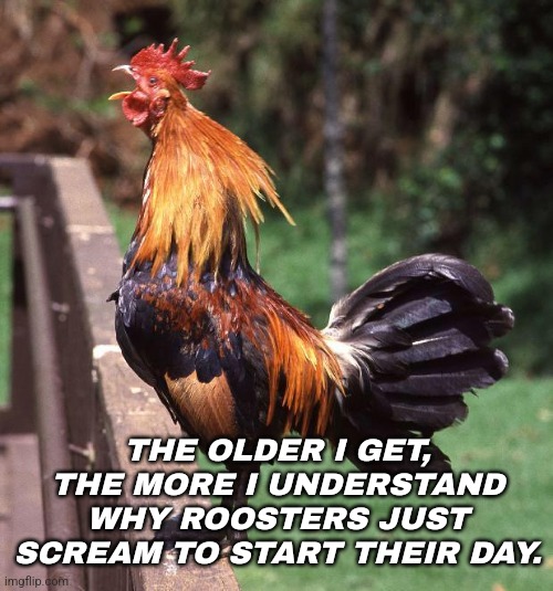 Scream | THE OLDER I GET, THE MORE I UNDERSTAND WHY ROOSTERS JUST SCREAM TO START THEIR DAY. | image tagged in rooster | made w/ Imgflip meme maker