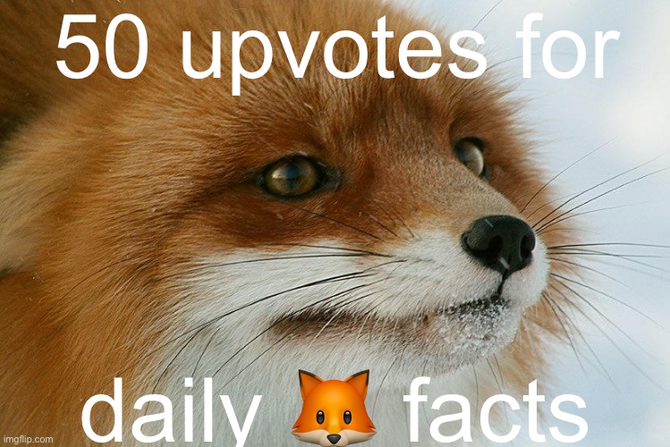 fox facts! | 50 upvotes for; daily 🦊 facts | image tagged in fox facts,lol | made w/ Imgflip meme maker