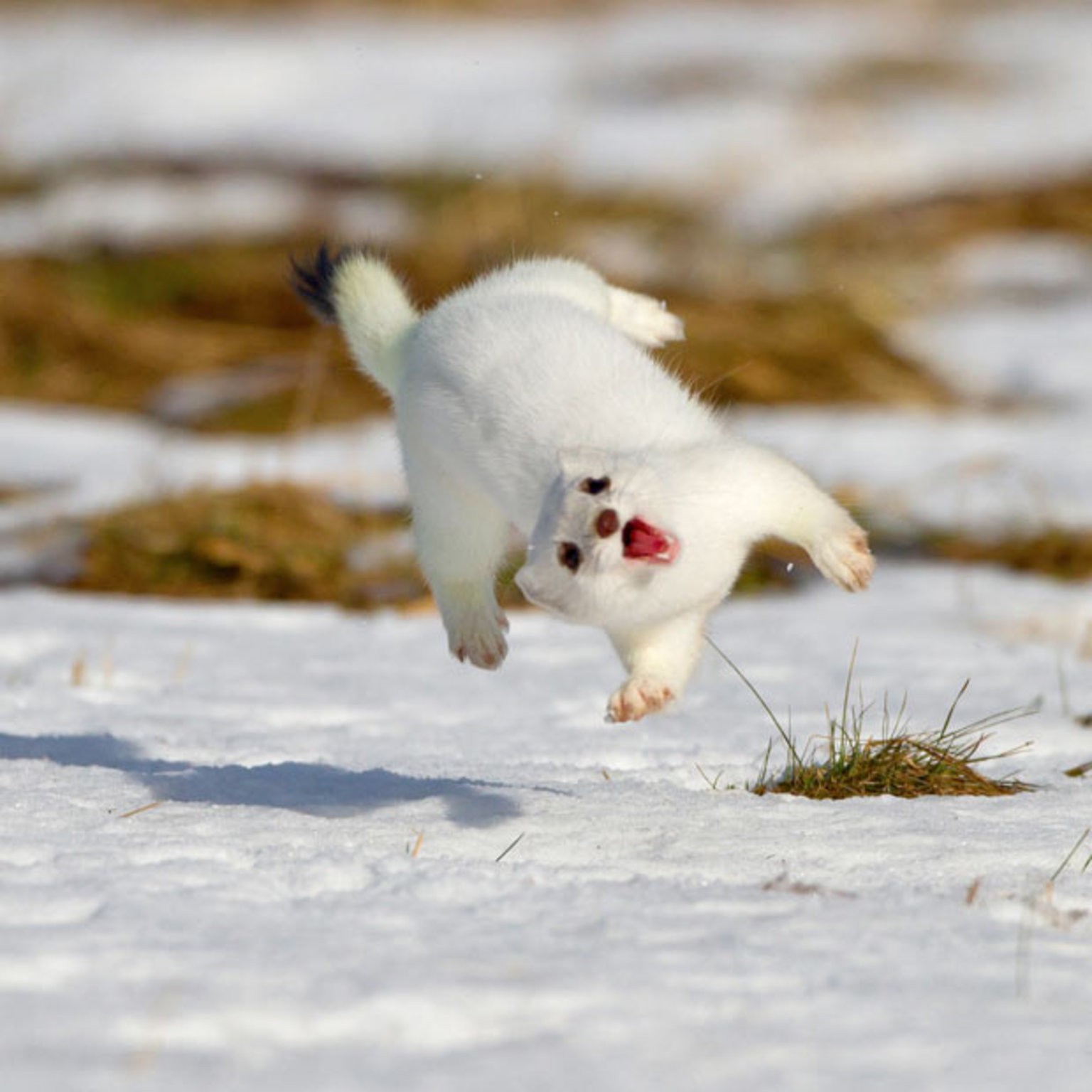 High Quality Happy Weasel Blank Meme Template