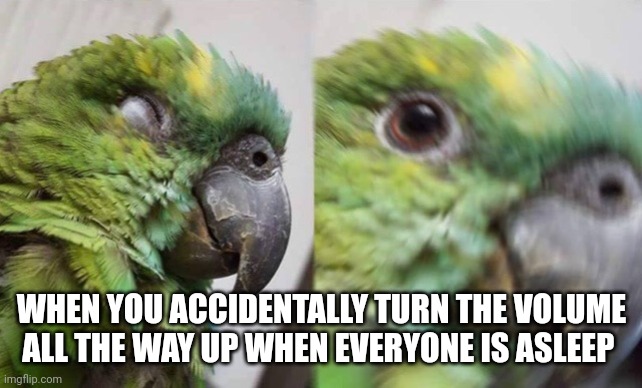 Birb Awaken | WHEN YOU ACCIDENTALLY TURN THE VOLUME ALL THE WAY UP WHEN EVERYONE IS ASLEEP | image tagged in birb awaken | made w/ Imgflip meme maker