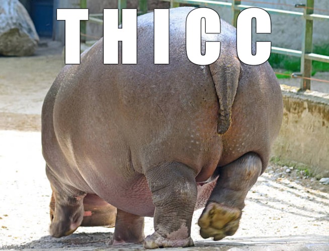 T H I C C hippo | T H I C C | image tagged in thicc,hippo,butt,butt jokes,memes,lol | made w/ Imgflip meme maker
