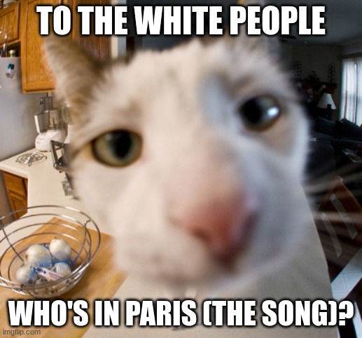 cat close to camera | TO THE WHITE PEOPLE; WHO'S IN PARIS (THE SONG)? | image tagged in cat close to camera | made w/ Imgflip meme maker