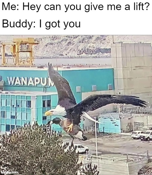 When your buddy can give you a lift | Me: Hey can you give me a lift? Buddy: I got you | image tagged in goose,bald eagle,ride,lift,hanging out | made w/ Imgflip meme maker