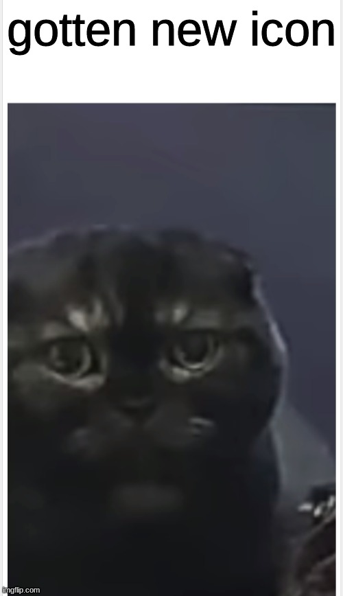 Debt Cat with Caption | gotten new icon | image tagged in debt cat with caption | made w/ Imgflip meme maker