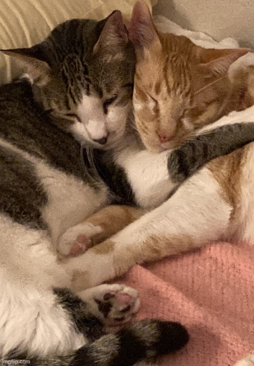 My cats like to hug | image tagged in cats,hugs | made w/ Imgflip meme maker