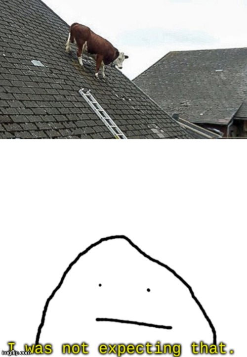 Cow on roof, interesting | image tagged in i was not expected that,cow,roof,cows,house,memes | made w/ Imgflip meme maker