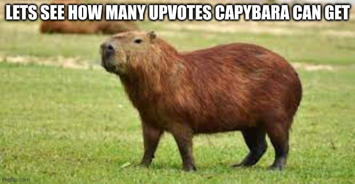 i mis who am i | LETS SEE HOW MANY UPVOTES CAPYBARA CAN GET | image tagged in capybara | made w/ Imgflip meme maker