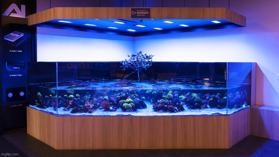 A reef aquarium with a mangrove centerpiece. Really eye-catching! | image tagged in aquarium | made w/ Imgflip meme maker