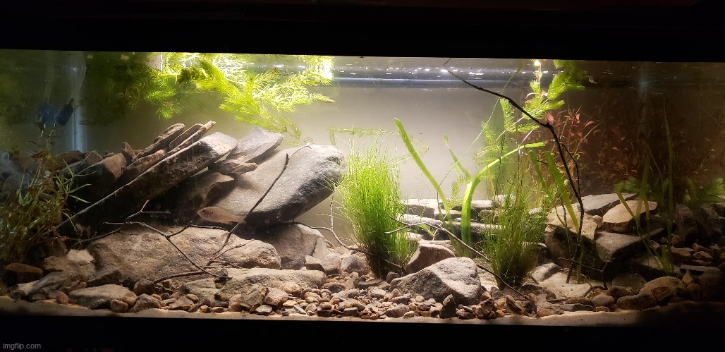 A US native pond tank I saw on Reddit. Everything was collected from the scapers local creek, which is just so cool. | image tagged in aquarium | made w/ Imgflip meme maker