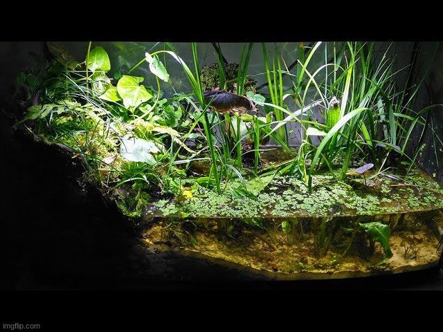A very well made frog aquarium. All the stuff looks like it was collected locally, which is awesome. | image tagged in aquarium | made w/ Imgflip meme maker