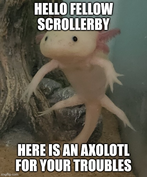 HELLO FELLOW SCROLLERBY; HERE IS AN AXOLOTL FOR YOUR TROUBLES | image tagged in axolotl | made w/ Imgflip meme maker