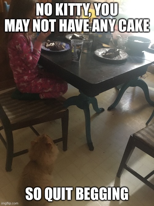 When you’re a cat person but it’s your birthday | NO KITTY, YOU MAY NOT HAVE ANY CAKE; SO QUIT BEGGING | image tagged in cats,cake,funny,relatable | made w/ Imgflip meme maker