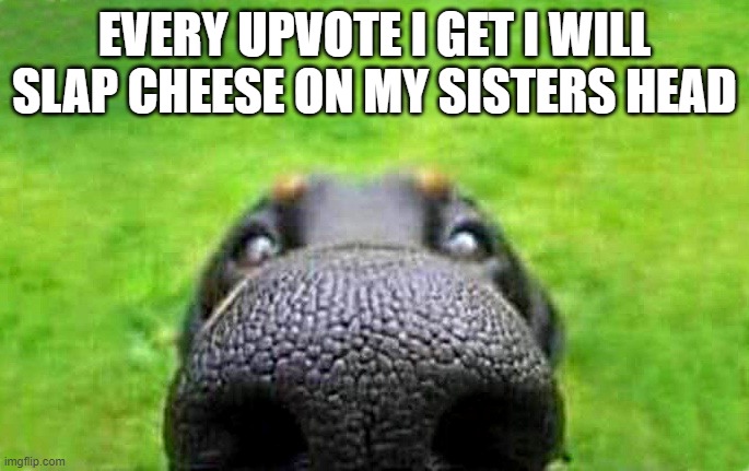 upvote | EVERY UPVOTE I GET I WILL SLAP CHEESE ON MY SISTERS HEAD | image tagged in upvote | made w/ Imgflip meme maker