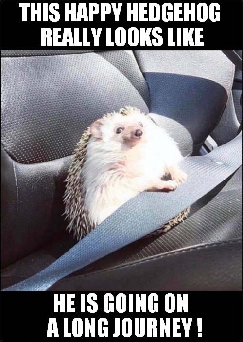 Hey Let's Go ! | THIS HAPPY HEDGEHOG 
REALLY LOOKS LIKE; HE IS GOING ON 
 A LONG JOURNEY ! | image tagged in hedgehog,seatbelt,journey | made w/ Imgflip meme maker