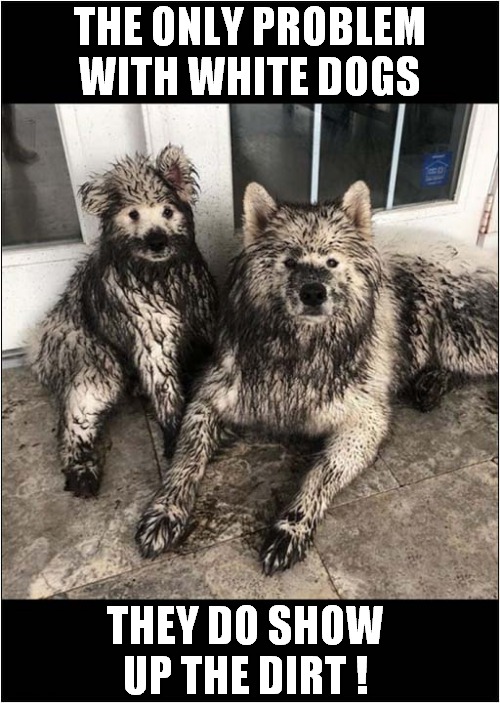 Two Happy Dogs ! | THE ONLY PROBLEM WITH WHITE DOGS; THEY DO SHOW UP THE DIRT ! | image tagged in dogs,white,dirty | made w/ Imgflip meme maker