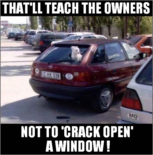 Dog Having A 'Smashing' Time ! | THAT'LL TEACH THE OWNERS; NOT TO 'CRACK OPEN' 
A WINDOW ! | image tagged in dogs,smash,window | made w/ Imgflip meme maker
