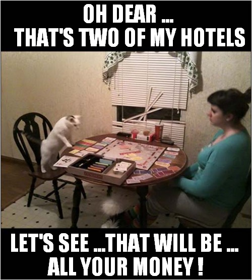 This Cat Is Really Into Monopoly ! | OH DEAR ...
 THAT'S TWO OF MY HOTELS; LET'S SEE ...THAT WILL BE ... 
ALL YOUR MONEY ! | image tagged in cats,monopoly,money | made w/ Imgflip meme maker