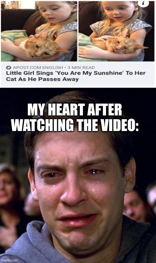 I almost cried irl | MY HEART AFTER WATCHING THE VIDEO: | image tagged in crying peter parker,cat,wholesome,sad,sad happy | made w/ Imgflip meme maker