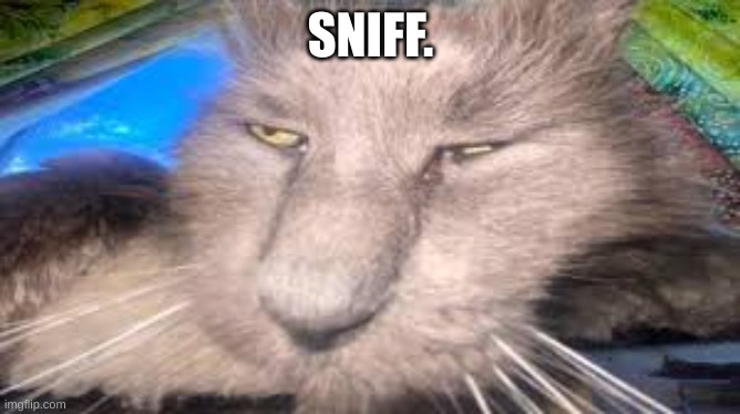 SNIFF. | made w/ Imgflip meme maker