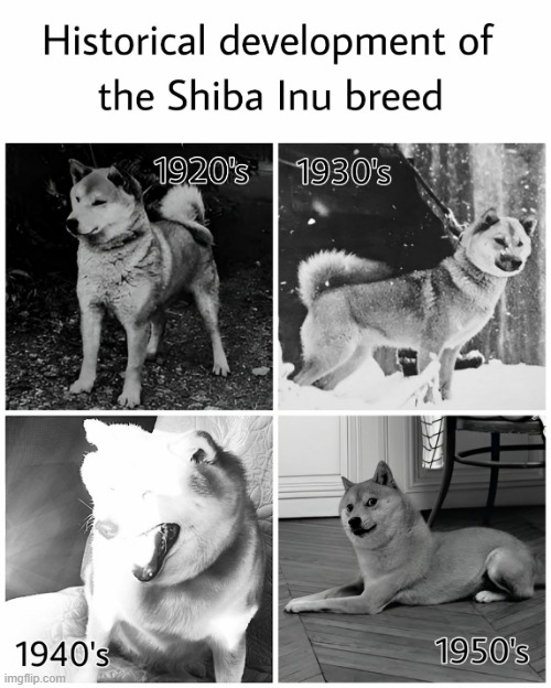 image tagged in funny dog memes,dogs,dogecoin,shiba inu,evolution | made w/ Imgflip meme maker