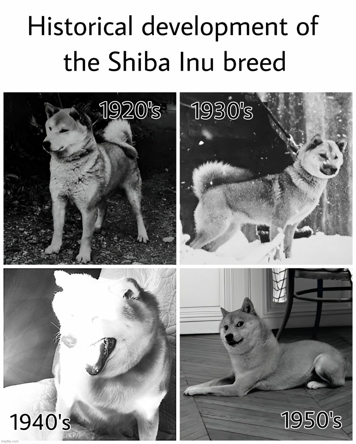 image tagged in funny dog memes,funny dogs,shiba inu,dogecoin,evolution | made w/ Imgflip meme maker
