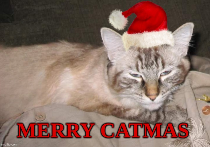 Merry Catmas | MERRY CATMAS | image tagged in merry christmas,cat,kitty,christmas,cute cat | made w/ Imgflip meme maker