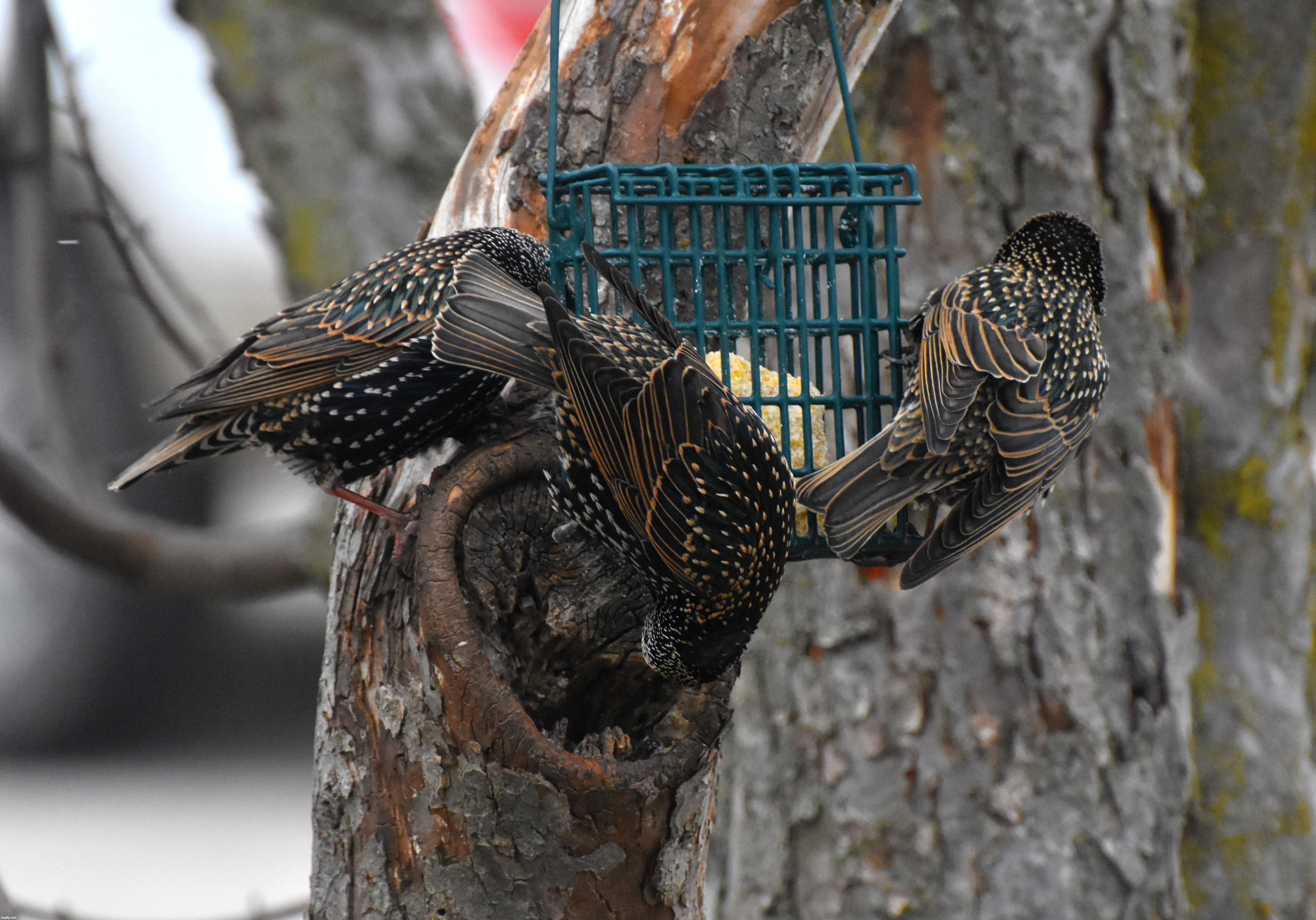 starlings | made w/ Imgflip meme maker