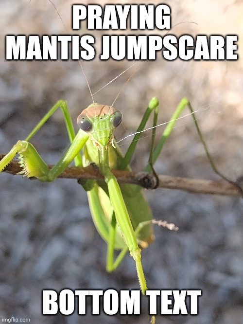 Blue lobsters aren't the only ones | PRAYING MANTIS JUMPSCARE; BOTTOM TEXT | image tagged in insects,jumpscare | made w/ Imgflip meme maker