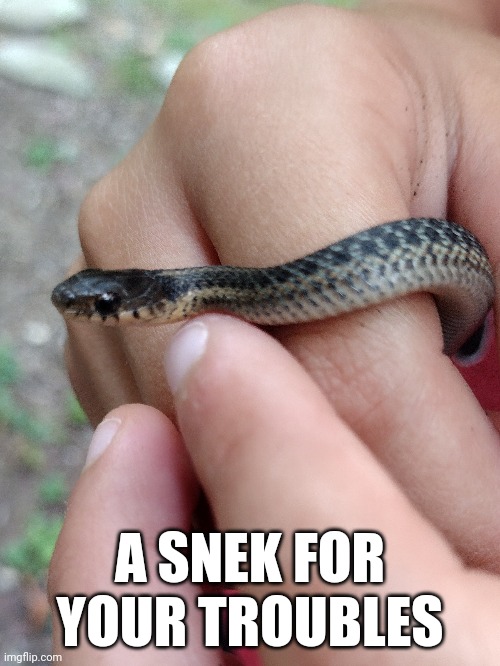 Snek cute | A SNEK FOR YOUR TROUBLES | image tagged in snek | made w/ Imgflip meme maker