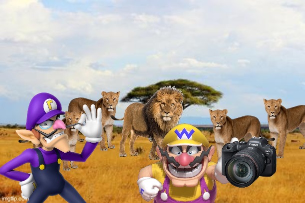 Wario and Waluigi dies by a pride of lions while taking pictures with them.mp3 | image tagged in savannah,wario dies,wario,waluigi,lion,animals | made w/ Imgflip meme maker