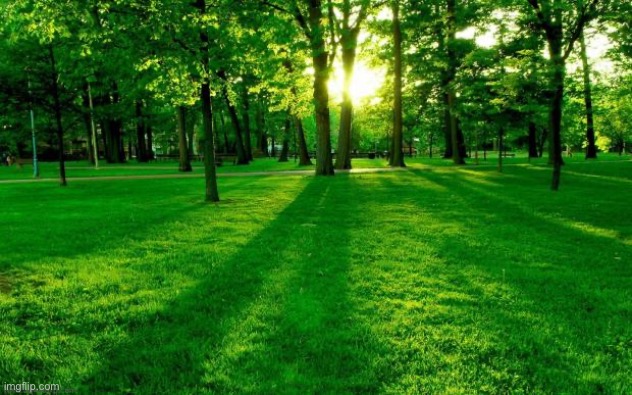 Grass and trees | image tagged in grass and trees | made w/ Imgflip meme maker