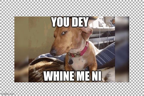 Doubting dog | YOU DEY; WHINE ME NI | image tagged in funny memes | made w/ Imgflip meme maker