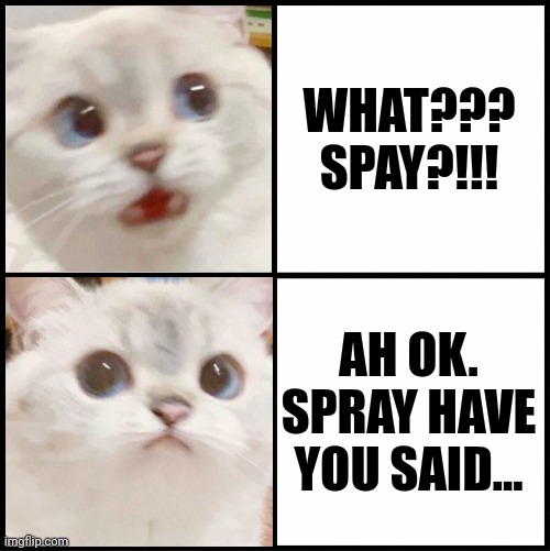 cute white cat template | WHAT??? SPAY?!!! AH OK. SPRAY HAVE YOU SAID... | image tagged in cute white cat template | made w/ Imgflip meme maker
