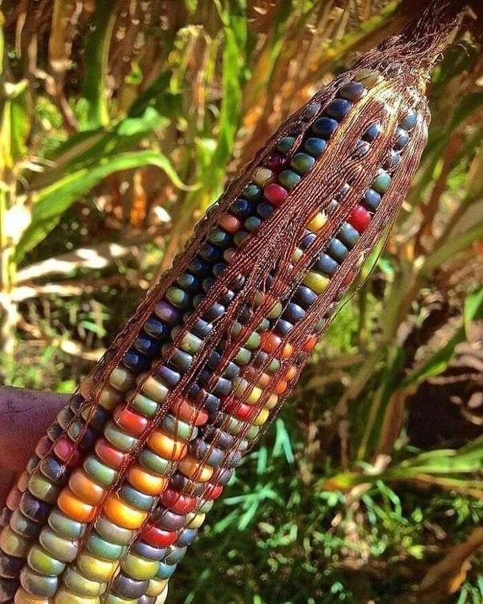 Glass Gem Corn | image tagged in awesome,pics,photography | made w/ Imgflip meme maker