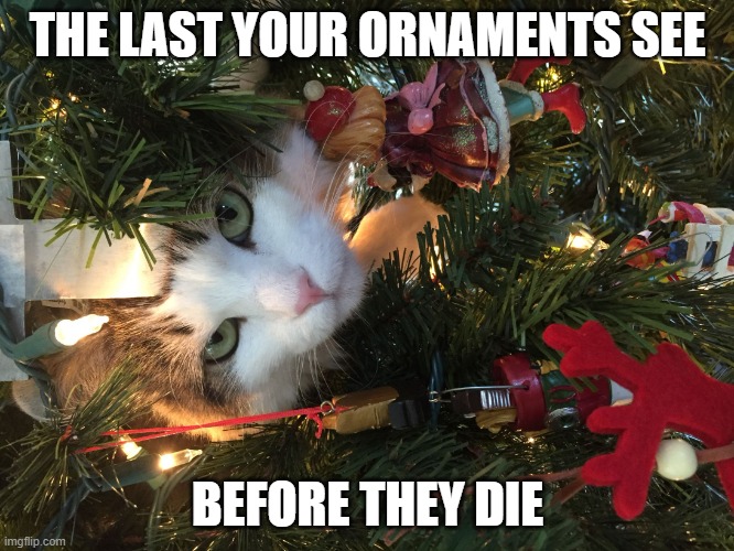 Cat=no tree | THE LAST YOUR ORNAMENTS SEE; BEFORE THEY DIE | image tagged in christmas tree cat,purrfect memes,christmas memes | made w/ Imgflip meme maker