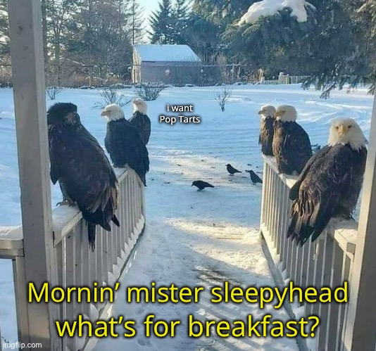 Surprise Guests | i want
Pop Tarts; Mornin’ mister sleepyhead; what’s for breakfast? | image tagged in funny memes,eagles,pop tarts | made w/ Imgflip meme maker